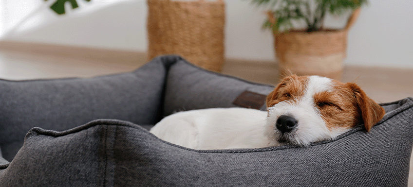 How to Choose the Perfect Dog Bed | Pet.co.nz
