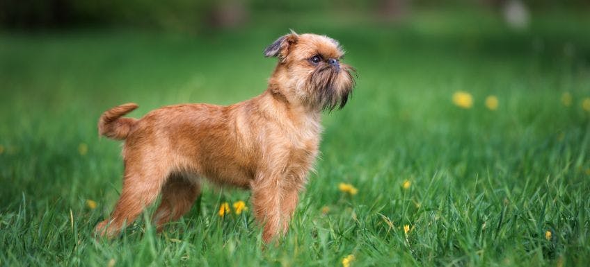 Tips for Maintaining Your Brussels Griffon's Health 